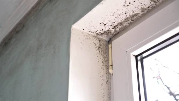 Best DIY Mold Remediation Support Services in Lewiston, ME