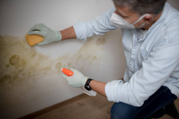 Best Bathroom Mold Remediation in Lewiston, ME