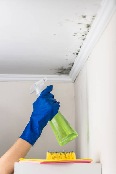 Best Black Mold Remediation in Lewiston, ME